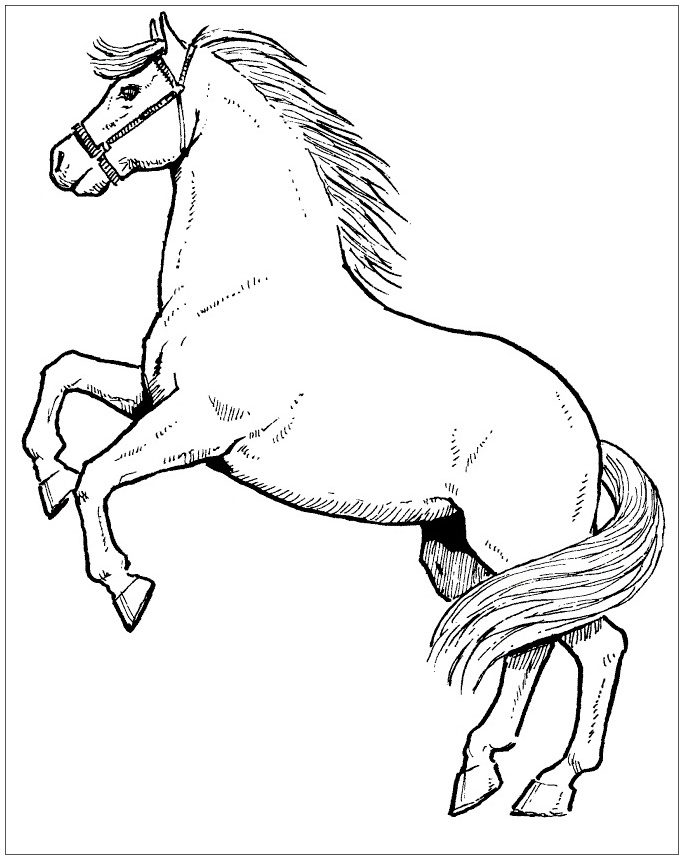 rearing horse coloring pages