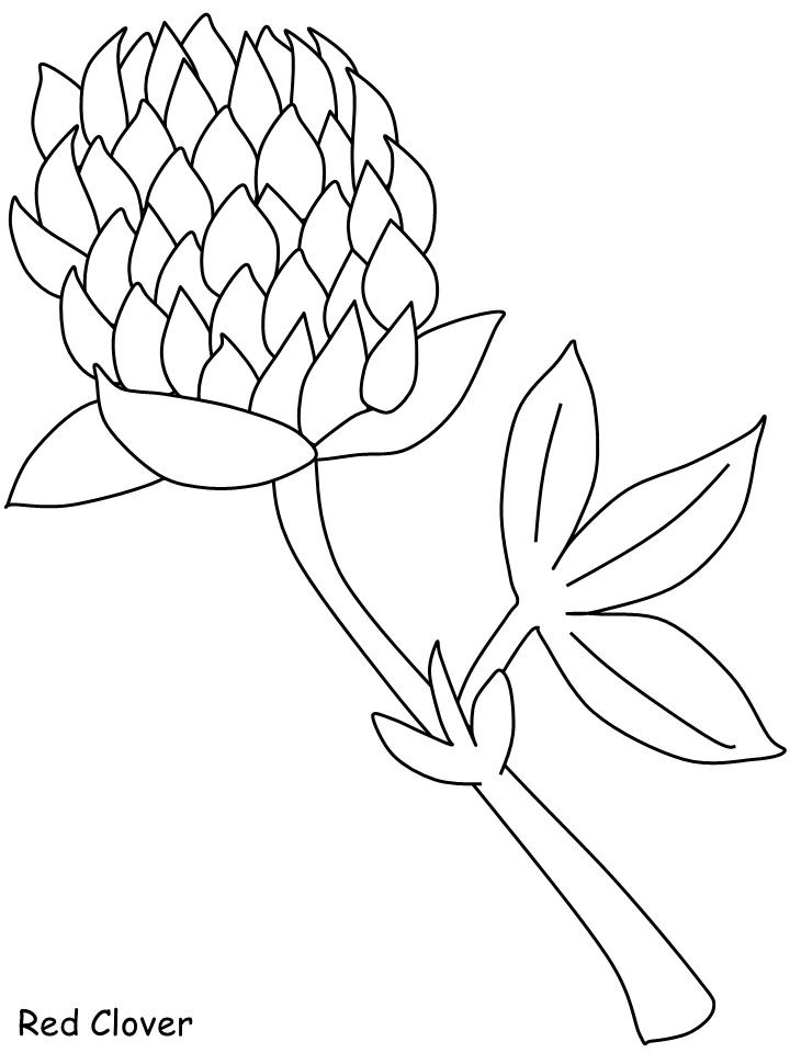 Red Clover Flowers Coloring Pages