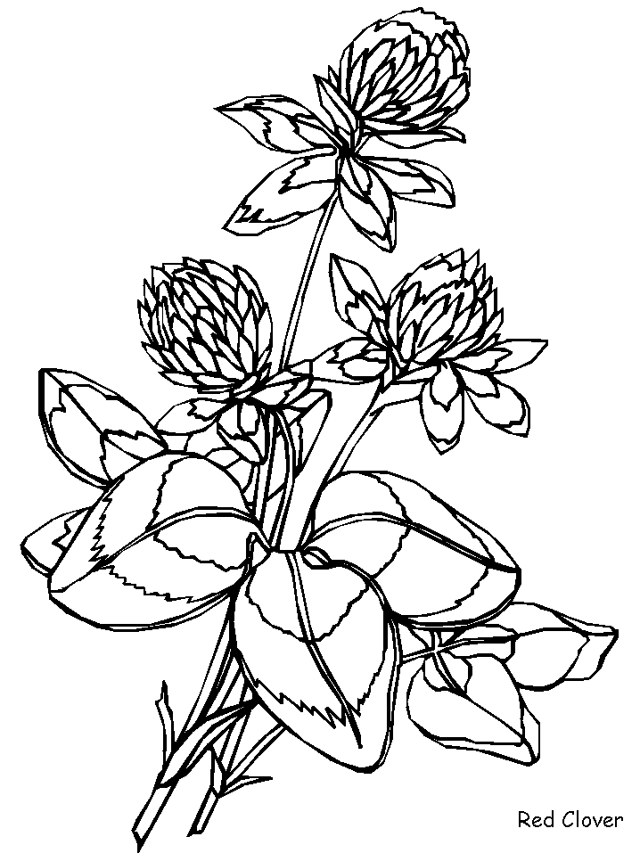 Redclover Flowers Coloring Pages