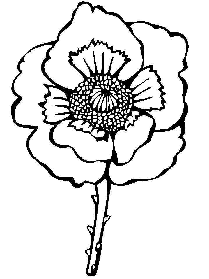 Poppy Flower Coloring Page