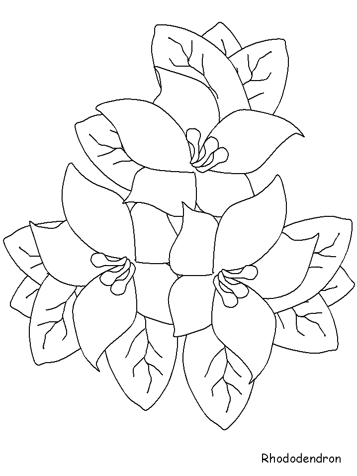 Rhododendron Flowers Coloring Pages