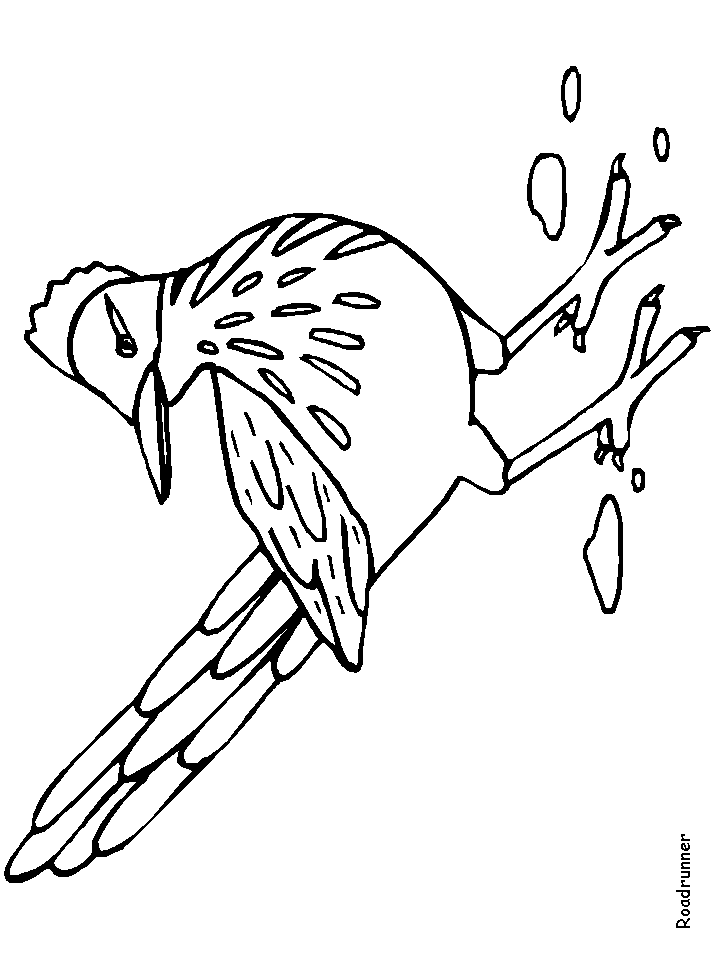 roadrunner coloring page