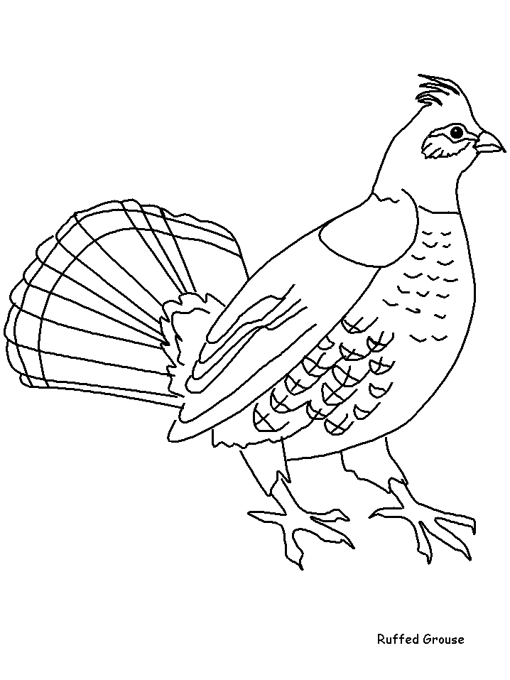 Ruffedgrouse Animals Coloring Pages