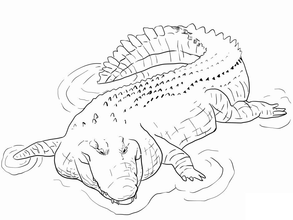 salt water crocodile coloring pages