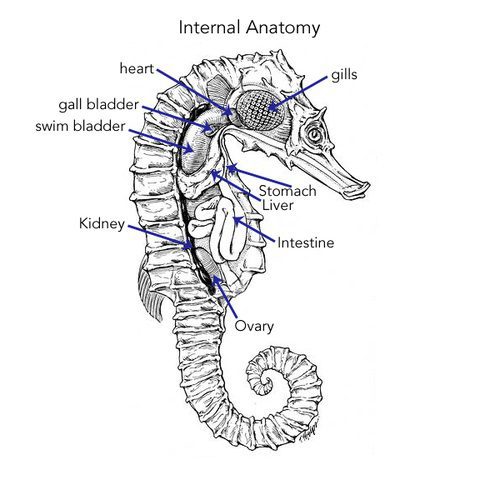 sea horse digestive system coloring pages