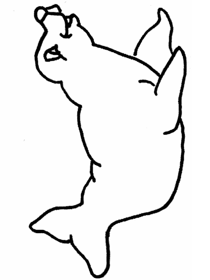 Coloring Pages of Seals