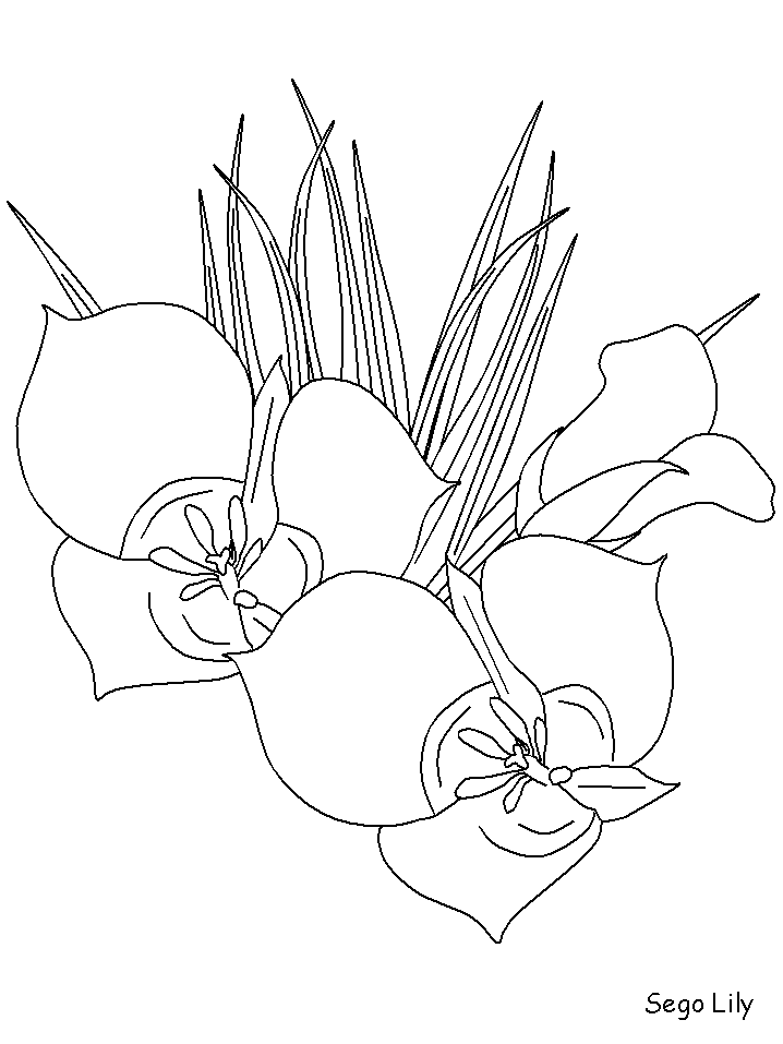 Segolily Flowers Coloring Pages coloring page & book for kids.