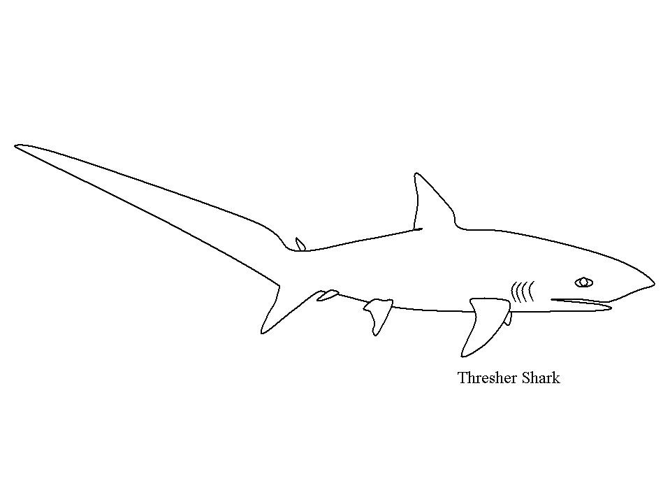 Thresher shark Coloring Pages