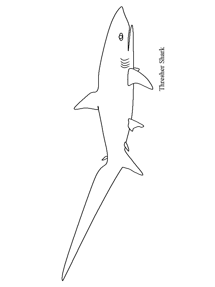 Sharks Shark5 Animals Coloring Pages