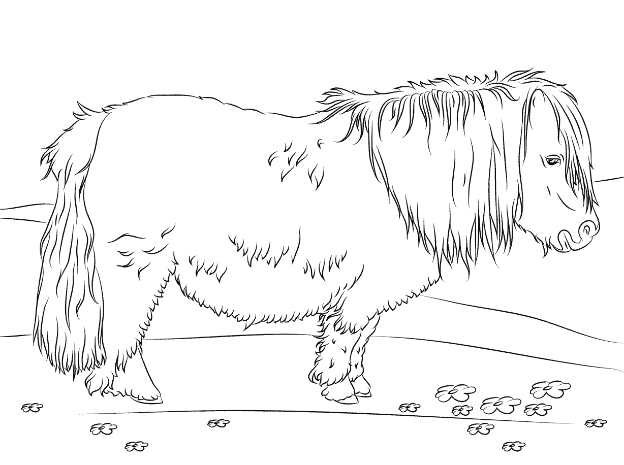 Shetland Pony Horse Coloring Pages