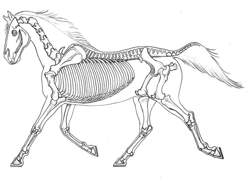 skeleton horse coloring pages