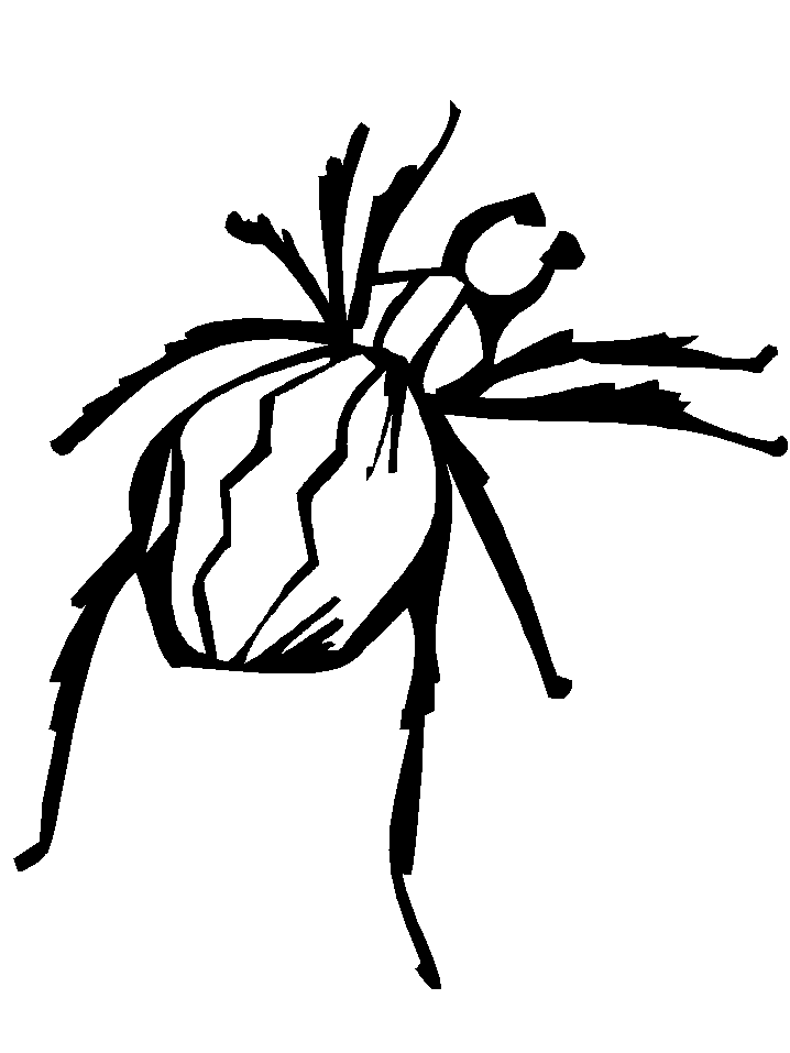 tarantula colouring pages