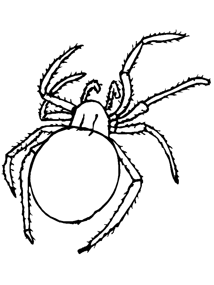 Tarantula Coloring Pages