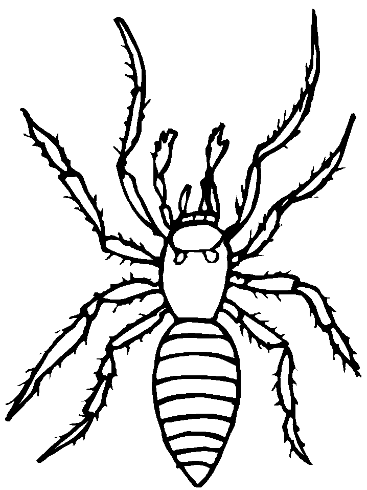 tarantula coloring pages printable