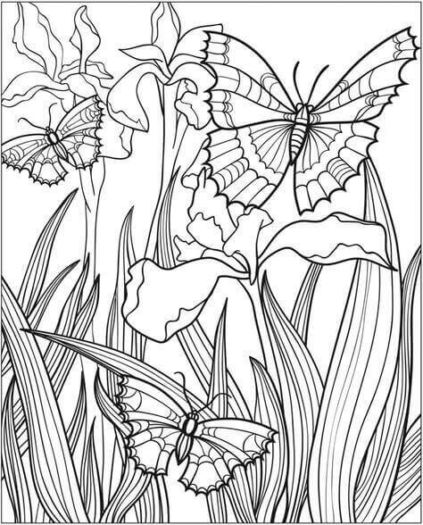spring butterfly coloring pages