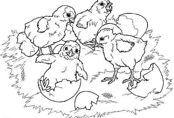 spring chicks coloring page