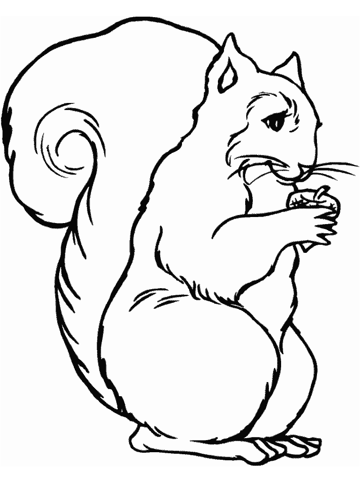 Squirrel Coloring Page