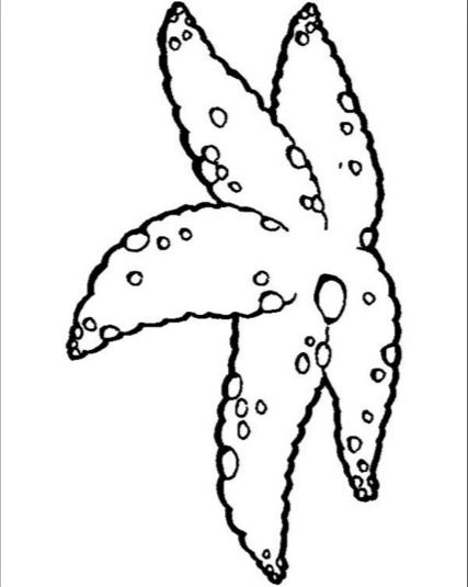 starfish coloring pages