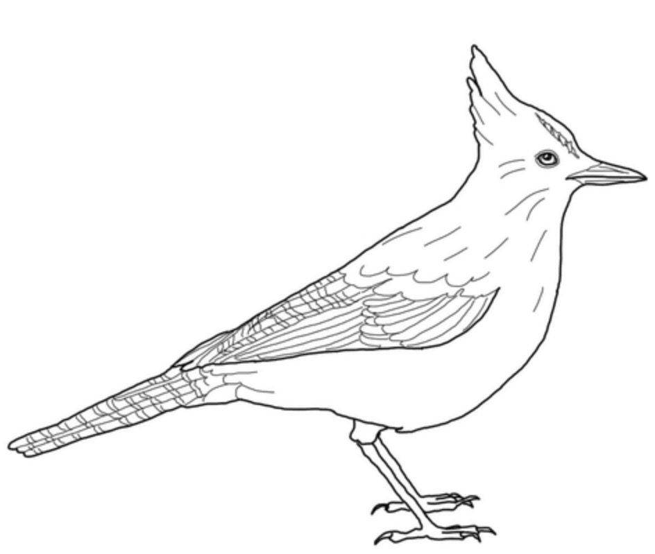 Stellar's Jay coloring page