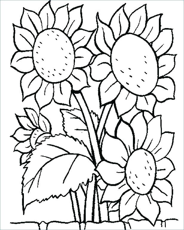 sun flower coloring pages
