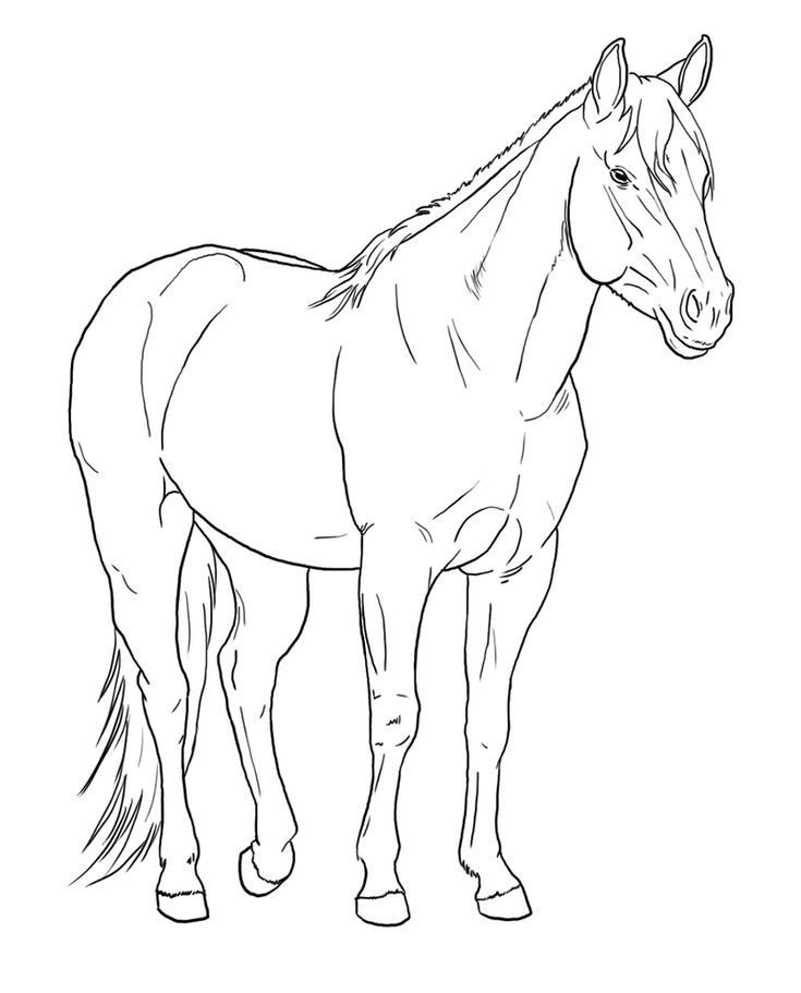 teh best horse coloring pages