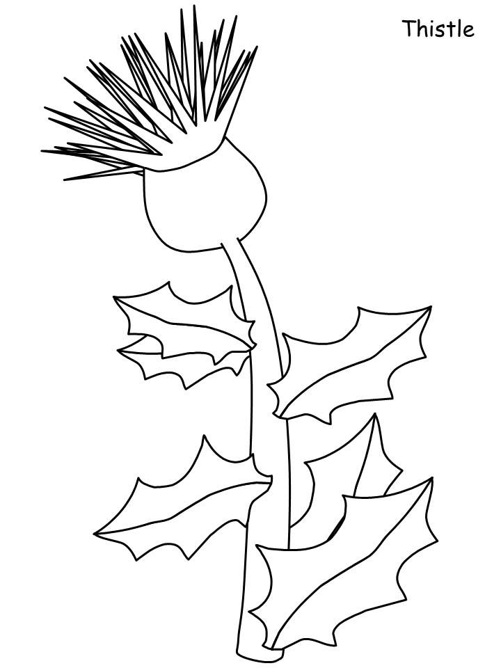 Thistle Flowers Coloring Pages