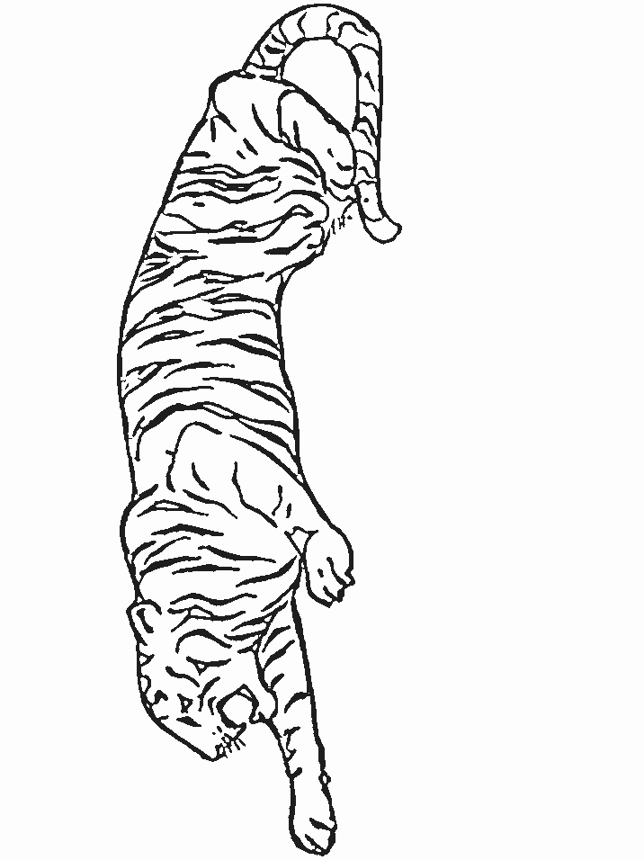 Free Printable Tiger Coloring Page