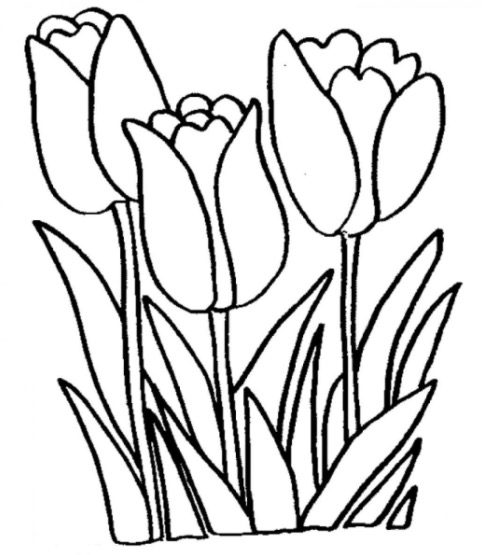 Tulips flowers coloring page
