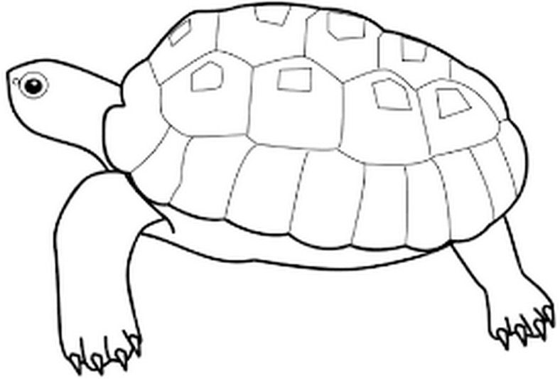 turtle coloring page