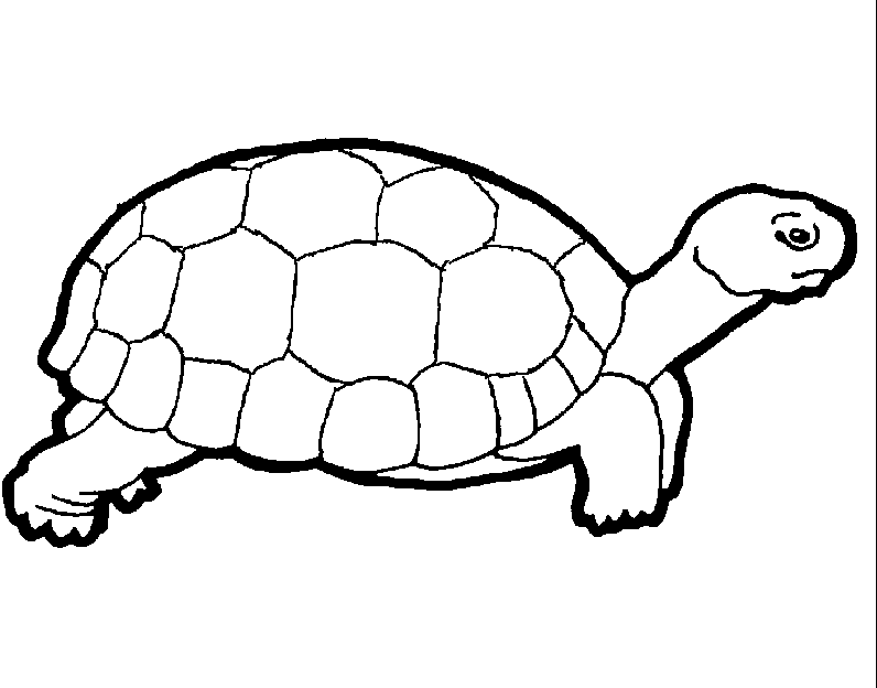 Turtle Printable Coloring Page