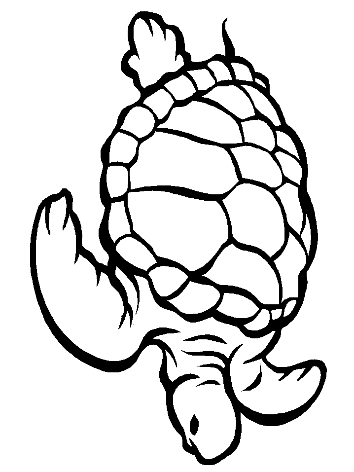 Adult Turtle Coloring Pages
