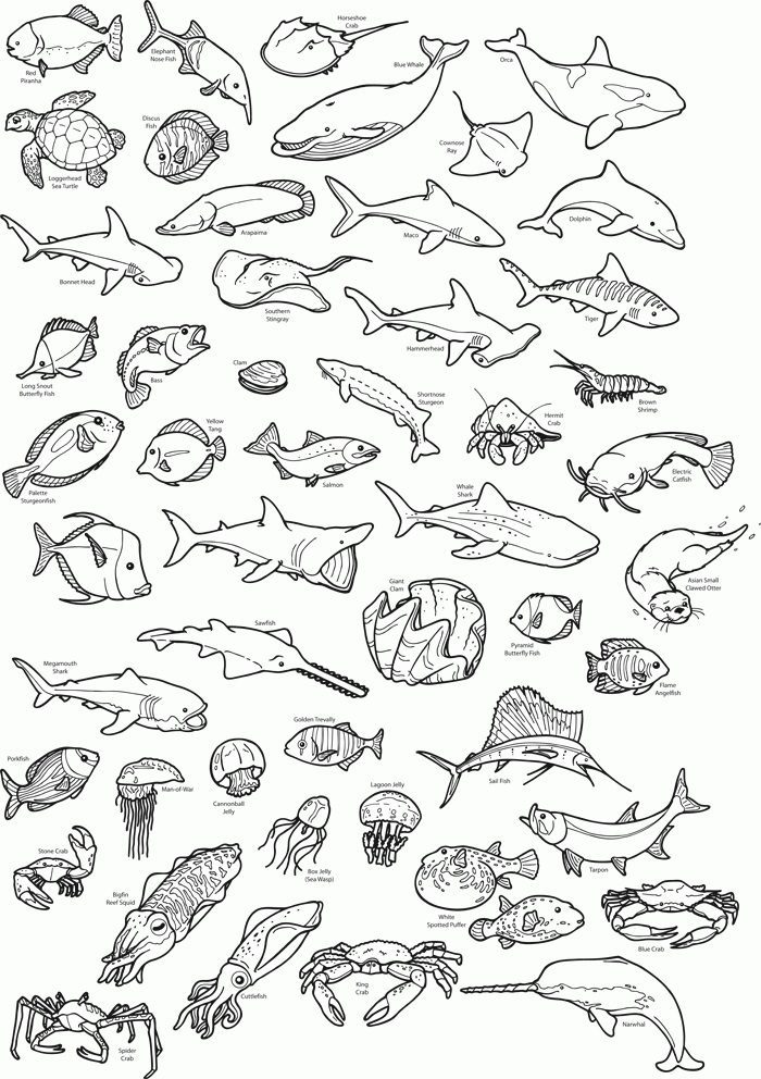 under water ocean animals coloring pages