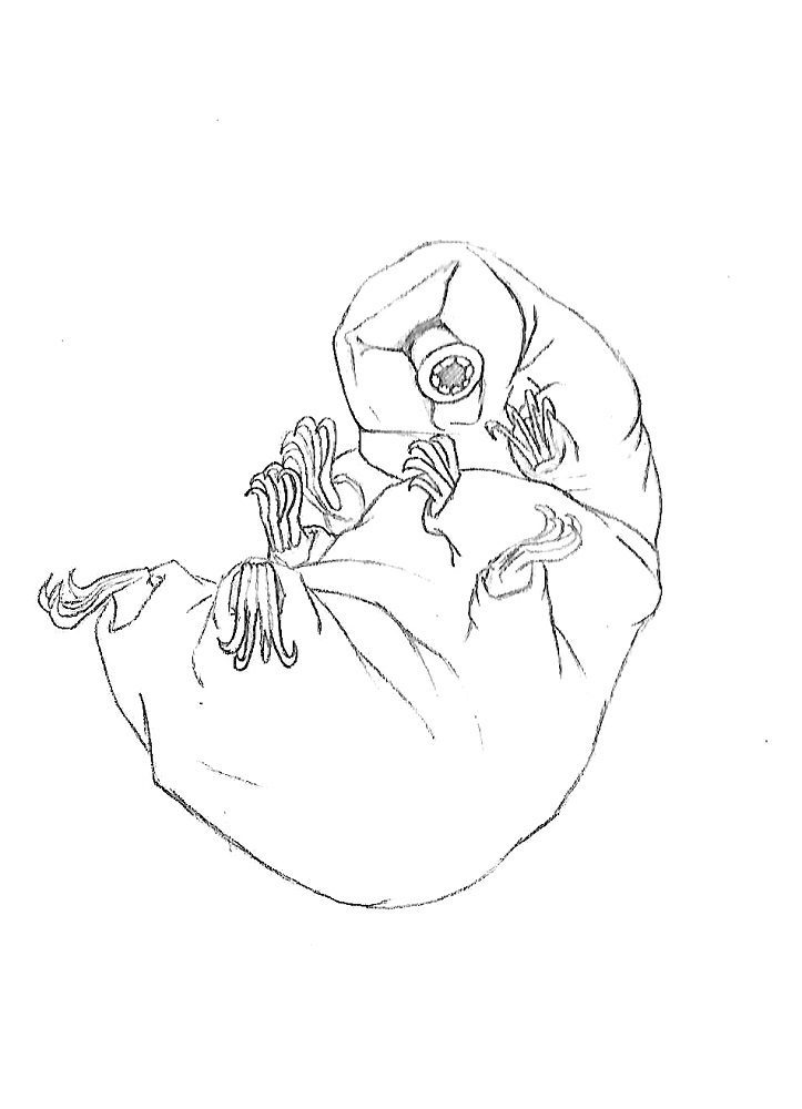 water bear coloring pages