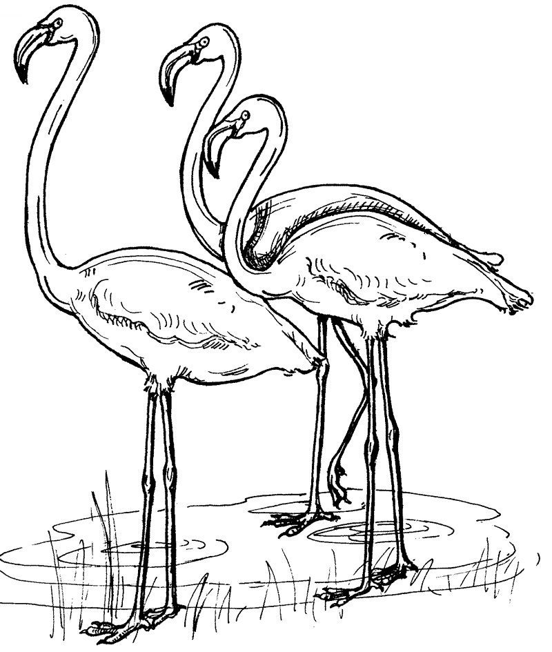 Water Birds Africa Coloring Pages