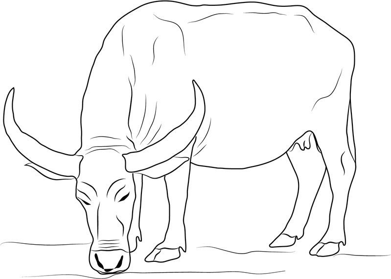 water buffalo coloring pages