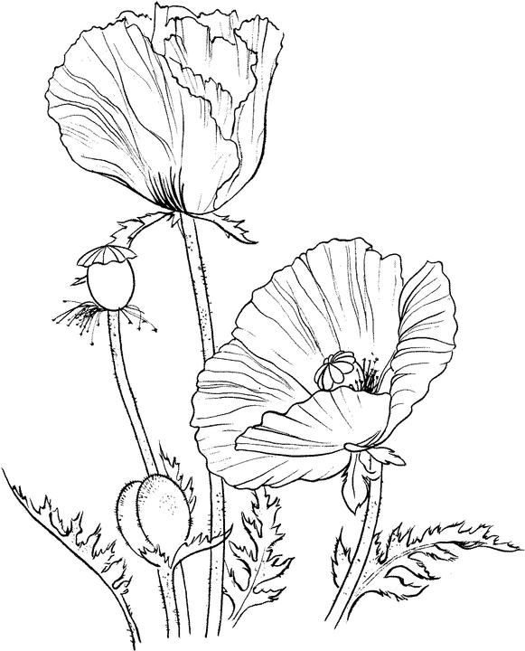 water color flower coloring pages