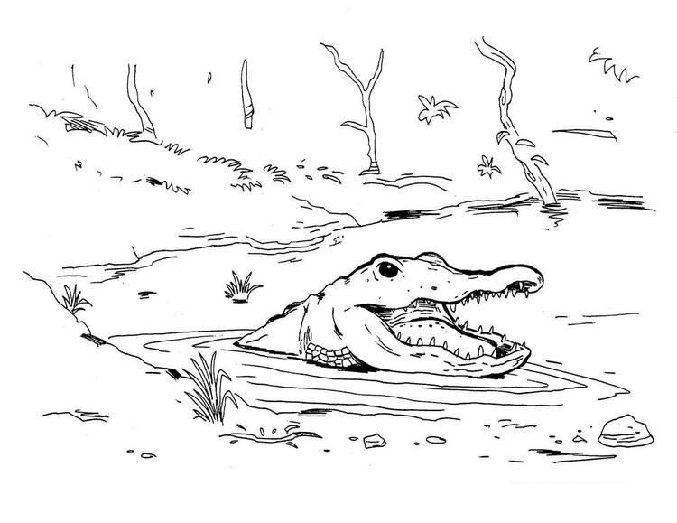 water crocodile coloring pages
