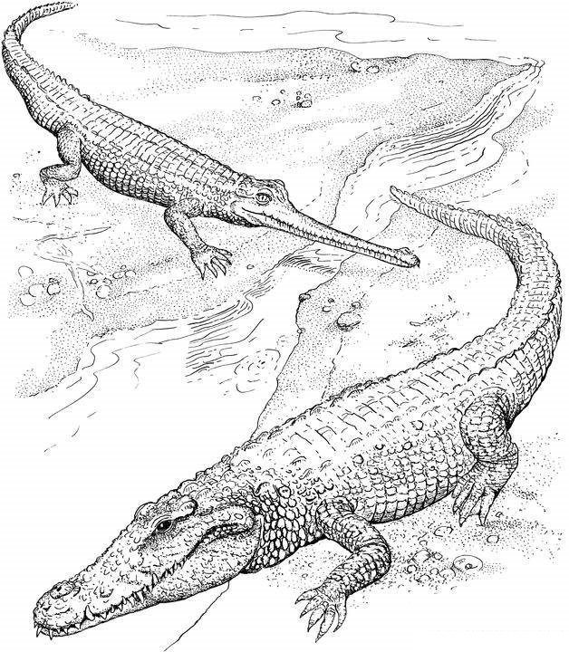 Water Crocodile Pages Saltwater Crocodile Pages Coloring Pages