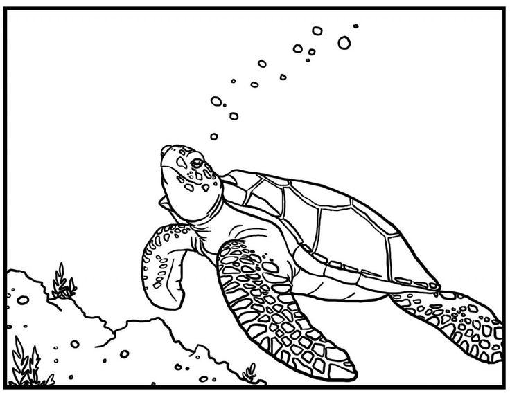 water jr coloring pages