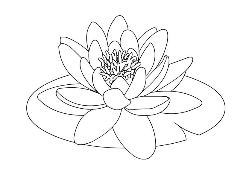 water lilly coloring pages