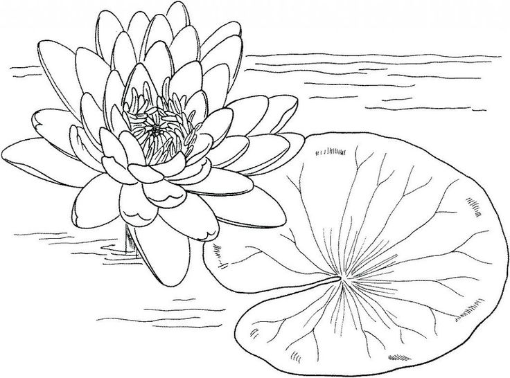 water lily coloring pages