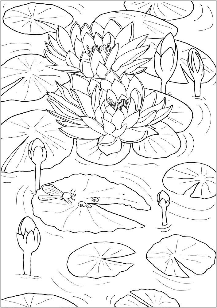 water lily in water coloring pages