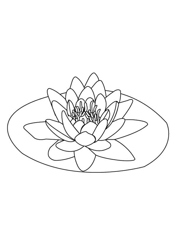 water lily pad coloring pages