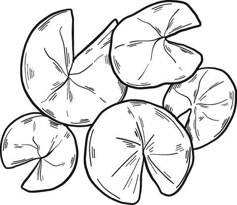 water lily pads coloring pages