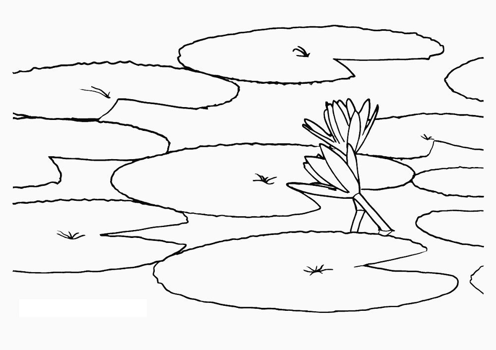 water lily pond color coloring pages