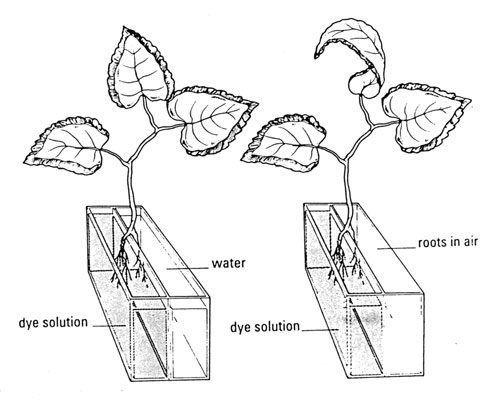 water movement in plants from roots to leaves coloring pages