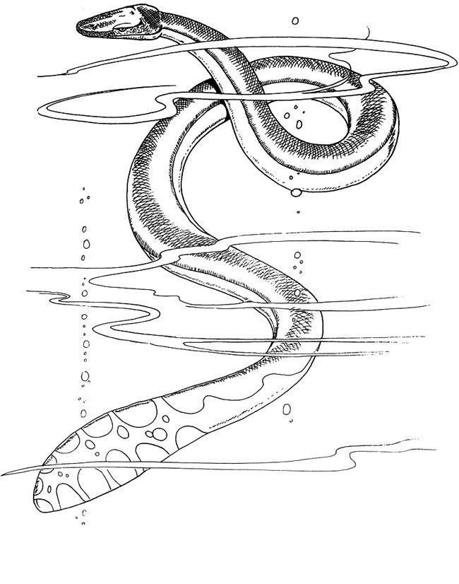 water snake coloring pages printable