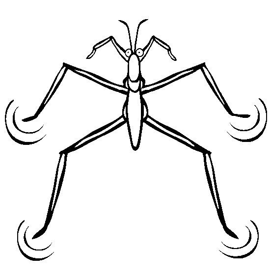 Water Strider Coloring Pages