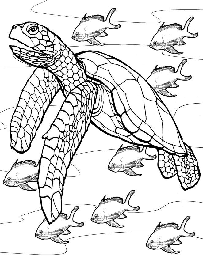 water turtle coloring pages