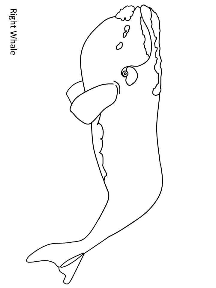 Whale Right Animals Coloring Pages